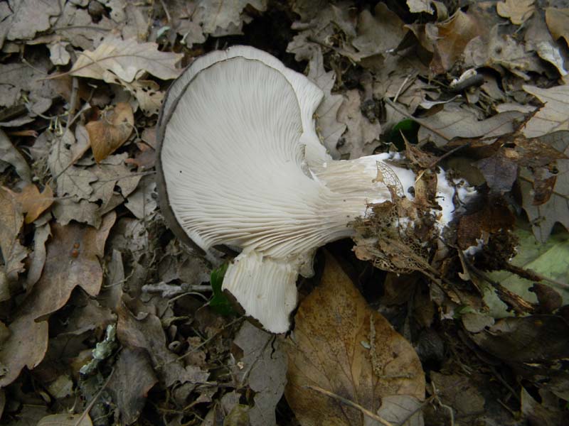 Funghi da confermare.